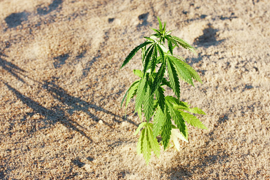 The growth of the CANNABIS grows in the sand on a sandy background. MARIJUANA is green in sunny warm rays. HEMP on a blurred background. Natural Cannabis Wallpaper