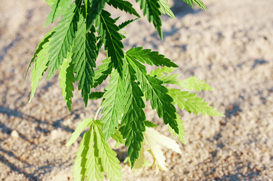 The growth of the CANNABIS grows in the sand on a sandy background. MARIJUANA is green in sunny warm rays. HEMP on a blurred background. Natural Cannabis Wallpaper