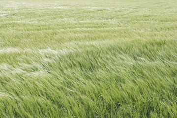 Getreidefeld im Wind