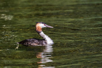 A swimming great crested grebe.