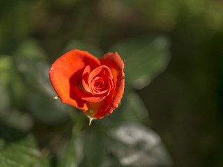 rose