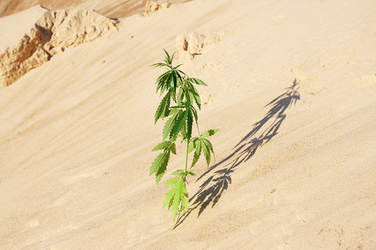 The growth of the CANNABIS grows in the sand on a sandy background. MARIJUANA is green in sunny warm rays. HEMP on a blurred background. Natural Cannabis Wallpaper