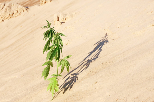 The growth of the CANNABIS grows in the sand on a sandy background. MARIJUANA is green in sunny warm rays. HEMP on a blurred background. Natural Cannabis Wallpaper