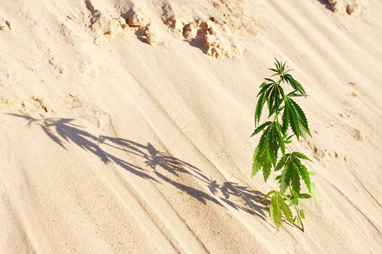 The growth of the CANNABIS grows in the sand on a sandy background. MARIJUANA is green in sunny warm rays. HEMP on a blurred background. Natural Cannabis Wallpaper