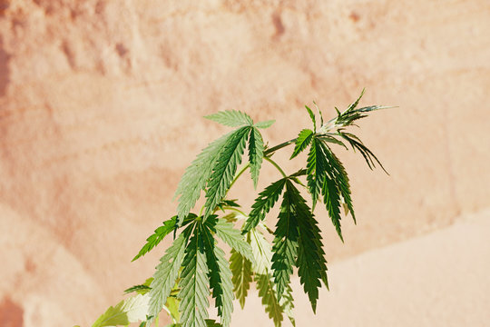 The growth of the CANNABIS grows in the sand on a sandy background. MARIJUANA is green in sunny warm rays. HEMP on a blurred background. Natural Cannabis Wallpaper