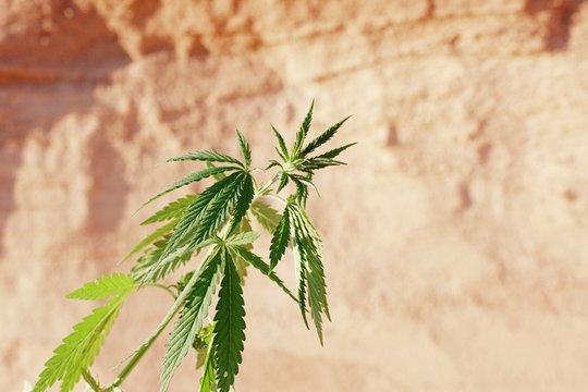 The growth of the CANNABIS grows in the sand on a sandy background. MARIJUANA is green in sunny warm rays. HEMP on a blurred background. Natural Cannabis Wallpaper