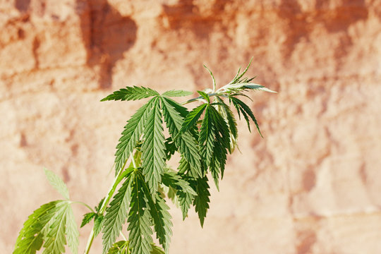 The growth of the CANNABIS grows in the sand on a sandy background. MARIJUANA is green in sunny warm rays. HEMP on a blurred background. Natural Cannabis Wallpaper