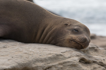 Fototapeta premium Groggy Sea Lion Opens Eye