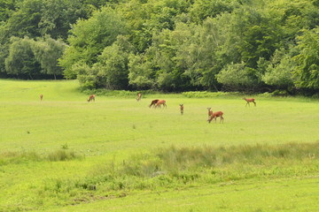 grazing deers stag hart on the meadow 