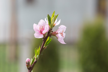 Garden with sakuras at home. Sprig of blossom