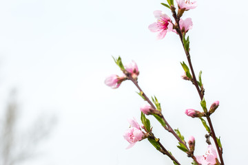 Garden with sakuras at home. Sprig of blossom