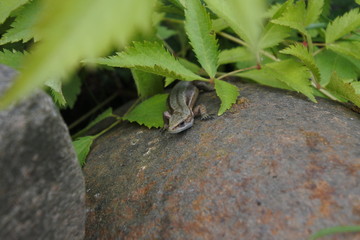 Lizard on the stone
