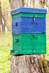 Hive on a stump