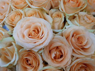 flower, petal, beauty, background, blossom, bouquet, nature, rose, bloom, romance, flora, beautiful, closeup, floral, fresh, plant, love, decoration, valentine, romantic, color, spring, garden, marria