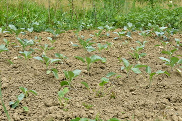 green leafy vegetables seedlings 