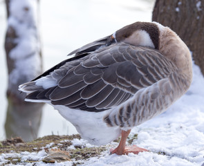 Duck asleep in the snow in the winter