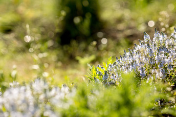 Lavender field near the home garden