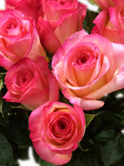 flower, petal, beauty, background, blossom, bouquet, nature, rose, bloom, romance, flora, beautiful, closeup, floral, fresh, plant, love, decoration, valentine, romantic, color, spring, garden, marria