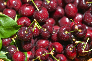 Close-up of fresh wet cherry berries