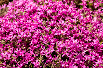 Obraz premium .rhododendron flowers in the botanical garden bloomed beautiful flowers