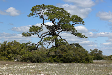 Majestic mature windswept pine tree on grassy beach sand
