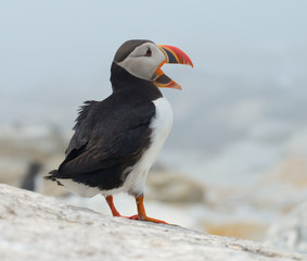 Atlantic Puffin