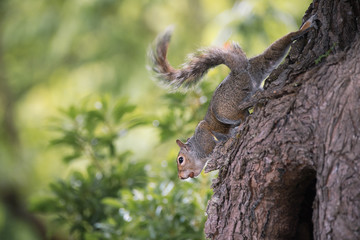 Fototapeta na wymiar Squirrel on a tree