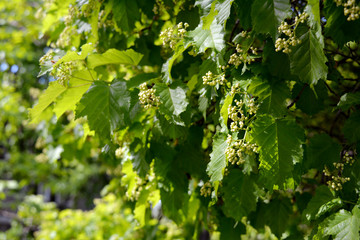 Buds and leaves of hawthorn in sunny spring day.