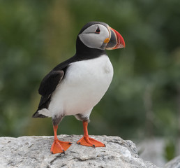 Naklejka premium Atlantic Puffin