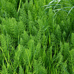 Horsetail (Equisetum). Bright green herbaceous background.