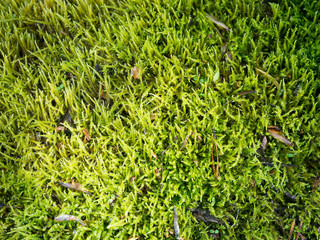 Texture of stone surface with moss
