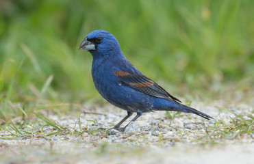 Obraz premium Blue Grosbeak