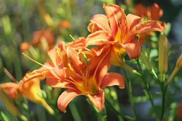 Obraz premium Orange lily flower