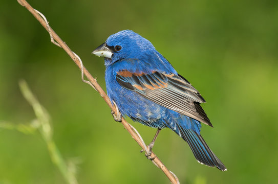 Blue Grosbeak