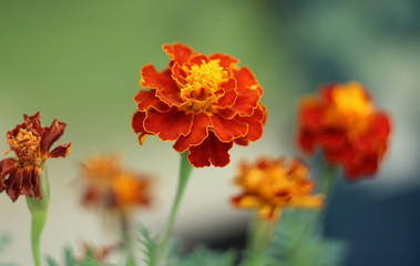 Tagetes