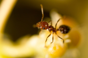ant in nature. macro