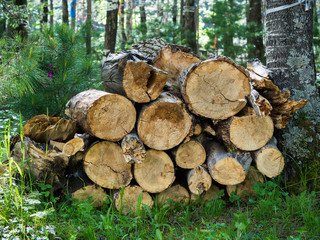 Pile of firewood in the forest