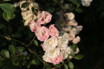 Roselline