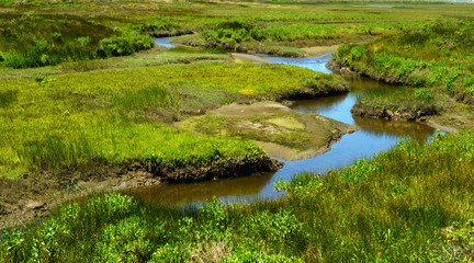 Fototapeta na wymiar Wetlands