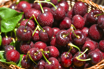 Fresh and ripe cherry berries in a wooden wicker basket