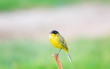 Yellow WegTail Feldegg black crown extending below the eye and the lower parts completely yellow