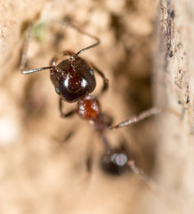 ant in nature. macro