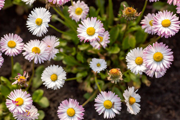 Fototapeta premium Field of colorful chamomiles in the garden