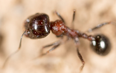 ant in nature. macro