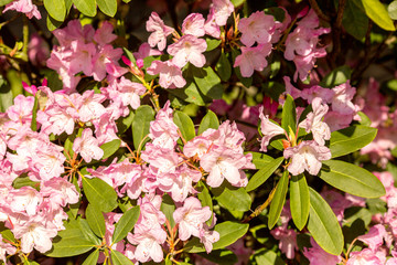.rhododendron flowers in the botanical garden bloomed beautiful flowers