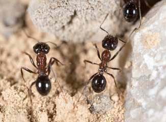 ant in nature. macro