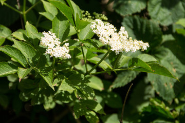 White elder blossom (Sambucus nigra)