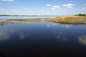 Marsh on shore of Lake Tohopekaliga on a spring day.