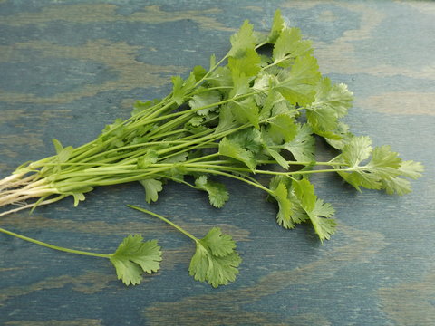 A bunch of fresh cilantro.