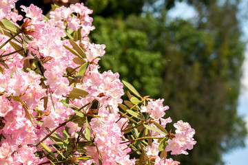 .rhododendron flowers in the botanical garden bloomed beautiful flowers